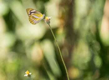 Close-up of butterfly pollinating on flower