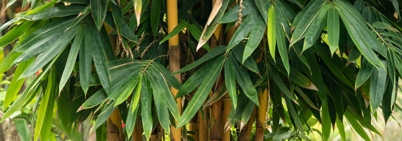 Close-up of fresh green plant in field