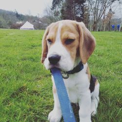 Close-up of dog sitting on field