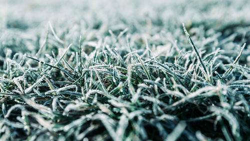 Close up of frozen grass at morning