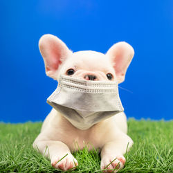 Close-up of baby on field against blue sky