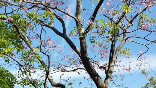 Low angle view of flower tree