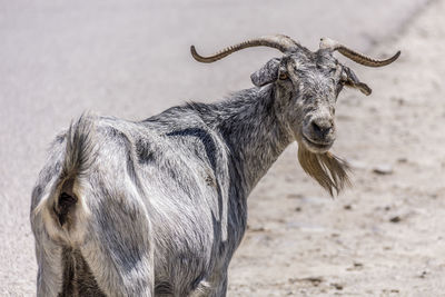 Close-up of a horse on field