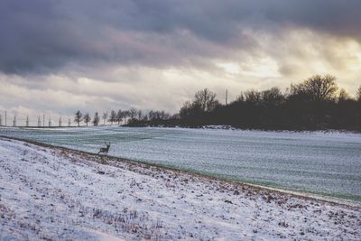 Snow covered road by trees on field against sky