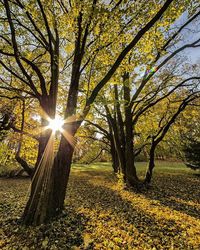 Sun shining through trees on sunny day