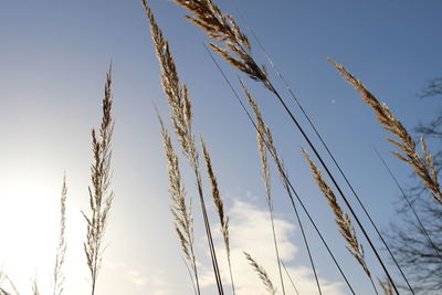 Low angle view of plants against sky