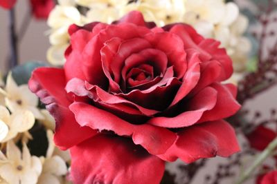 Close-up of red rose