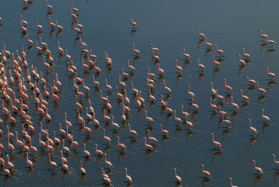 High angle view of flamingos on sea shore