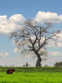 View of tree on field against sky