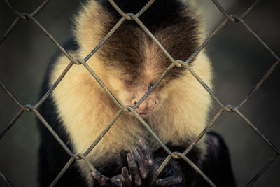 Close-up of chainlink fence in cage at zoo