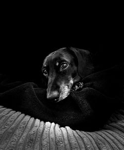 Portrait of dog relaxing on sofa at home