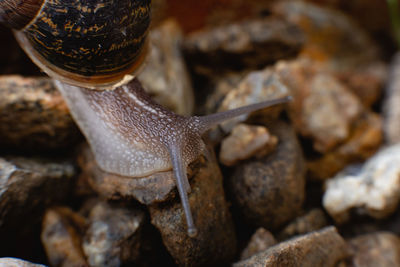 Close-up of snail on rock