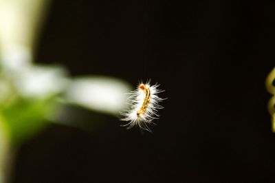 Close-up of flower against blurred background