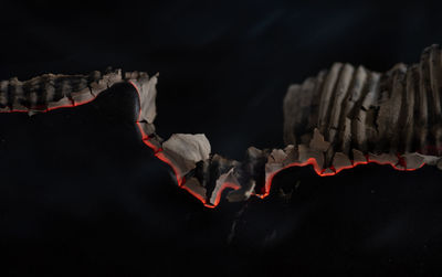 Close-up of dry leaves