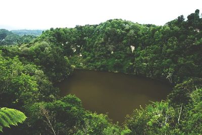 View of trees in the forest