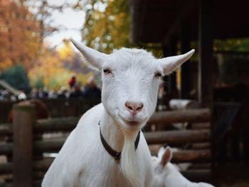 Close-up portrait of white rabbit