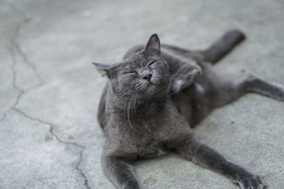 High angle portrait of cat sitting outdoors