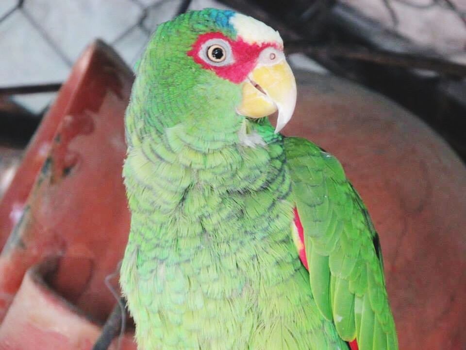 bird, animal themes, parrot, animals in the wild, multi colored, wildlife, one animal, focus on foreground, beak, close-up, green color, day, outdoors, two animals, perching, nature, animal representation, one person, macaw, toy