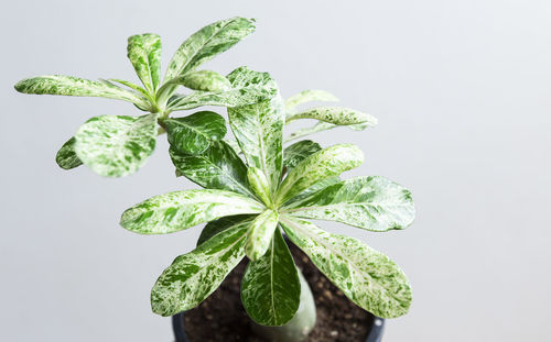 Close-up of fresh green leaves against white background