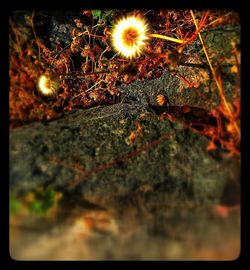 Close-up of plant against white background