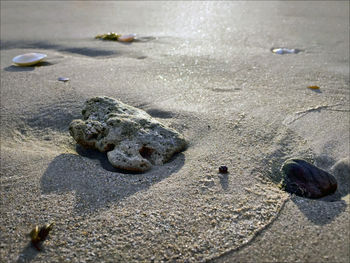 Close-up of crab on beach