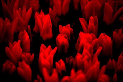 Full frame shot of red tulips