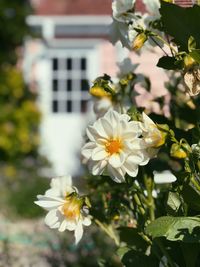 Close-up of white flowering plant