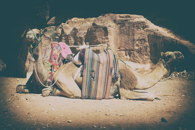 Horse cart on rock formations in desert