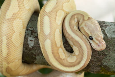 Close-up of snake