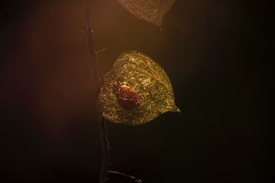 Close-up of winter cherries growing outdoors