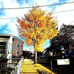 Autumn trees against the sky