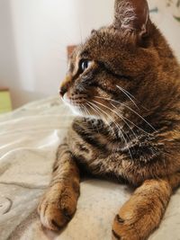 Close-up of a cat looking away at home