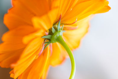 Close-up of bee on yellow flower