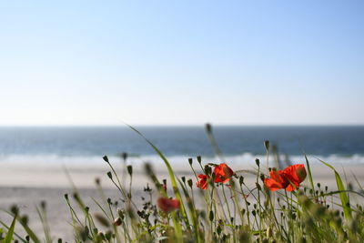 Close-up of red poppy flowers against clear sky