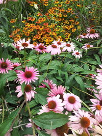 High angle view of pink flowers