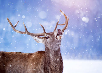 Reindeer standing outdoors during winter