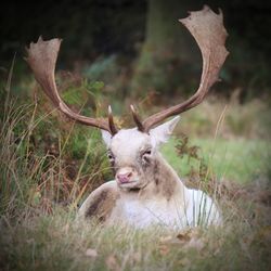 Portrait of deer on field