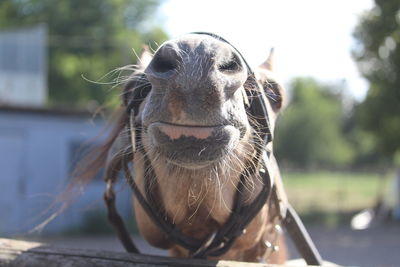 Close-up portrait of a horse