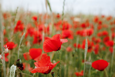 Close-up of red poppy flowers on field