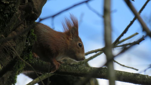 Low angle view of squirrel on tree