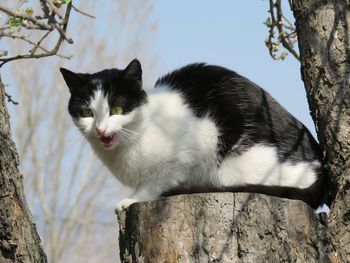 Low angle view of a cat