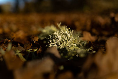 Close-up of mushroom growing on land during winter