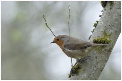 Bird perching on a branch