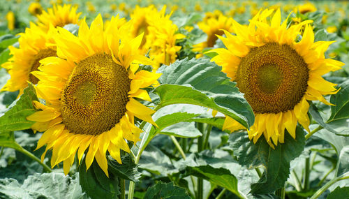 Close-up of yellow sunflower