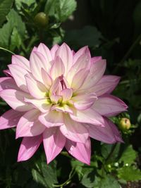 Close-up of pink flowers