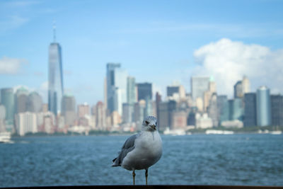 Seagull on a city