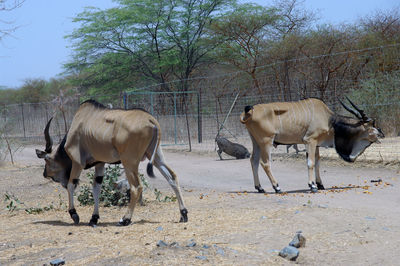 Ostrich and derby's antilope in bandia reserve