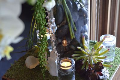 Close-up of potted plant on wall