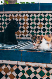 Street cats sleeping in morocco