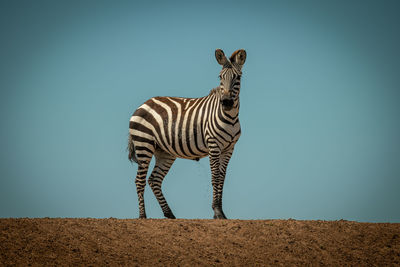 Plains zebra stands urinating on sunlit ridge